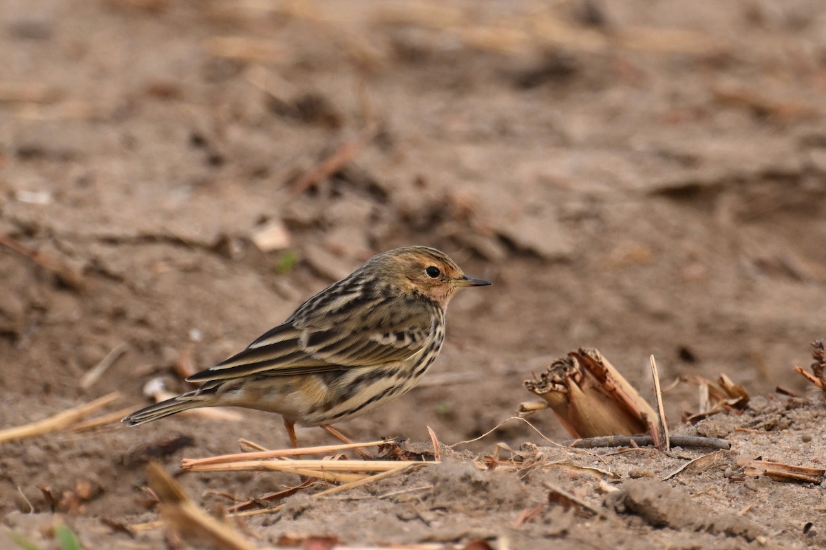 Red-throated Pipit - ML645540605