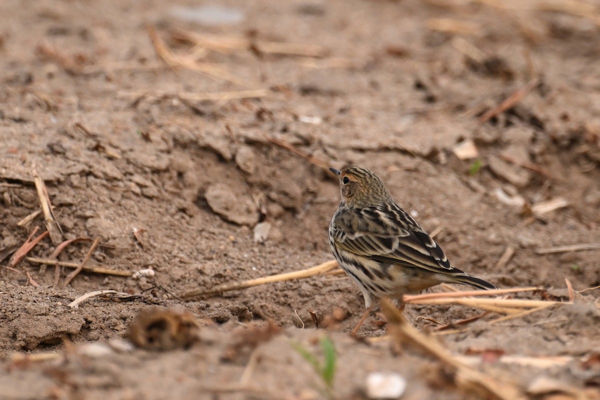 Red-throated Pipit - ML645540606