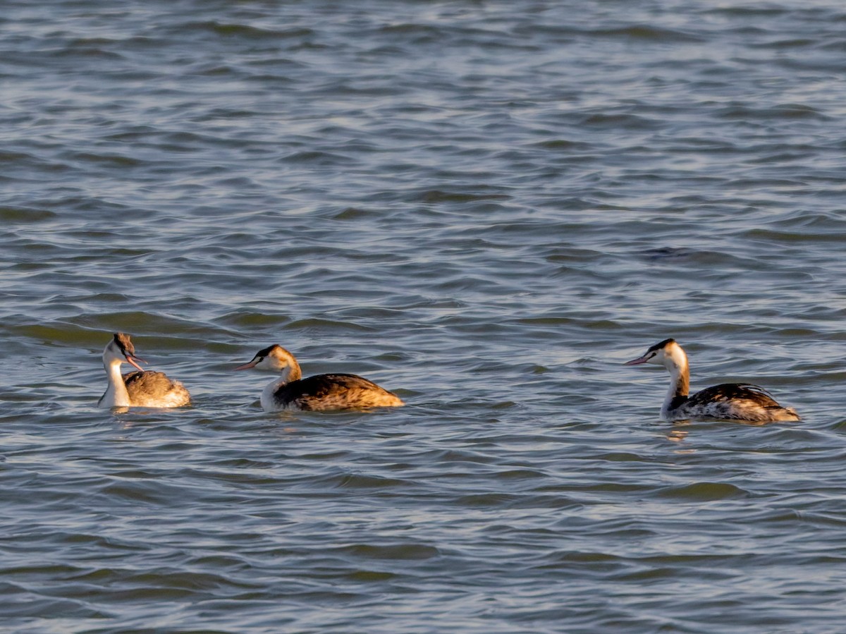 Great Crested Grebe - ML645540607