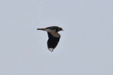 Northern Lapwing - ML645540608