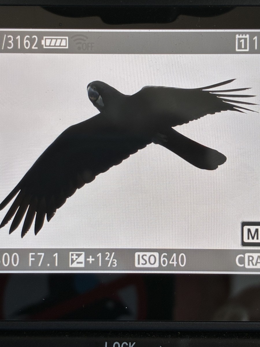 Red-tailed Black-Cockatoo - ML645540609