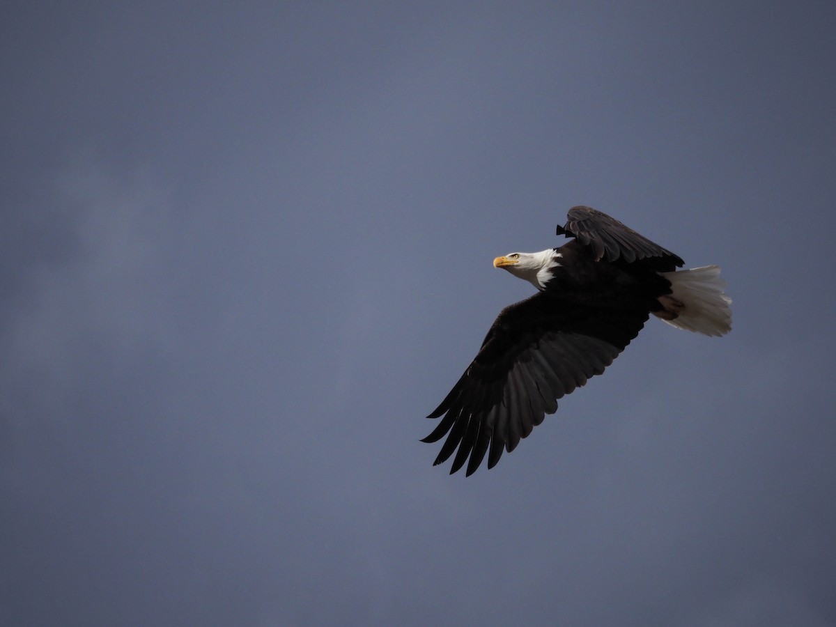 Bald Eagle - Steve Wickliffe