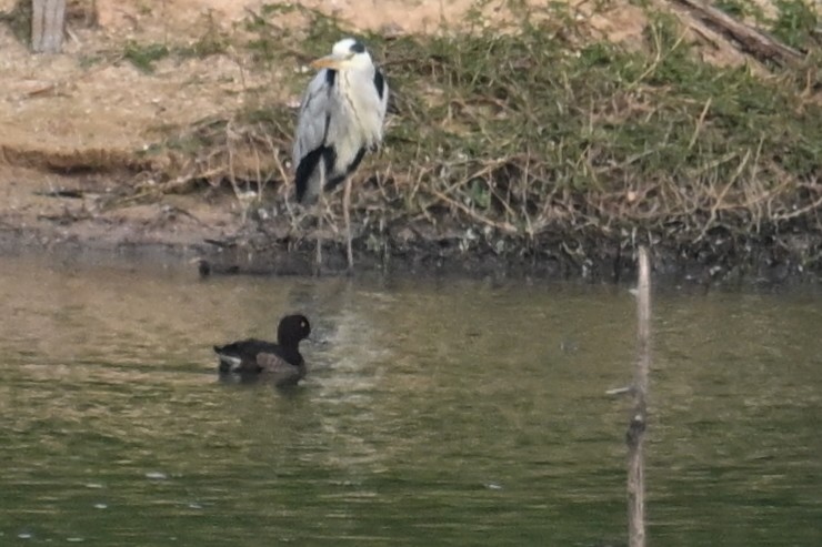 Tufted Duck - ML645540610