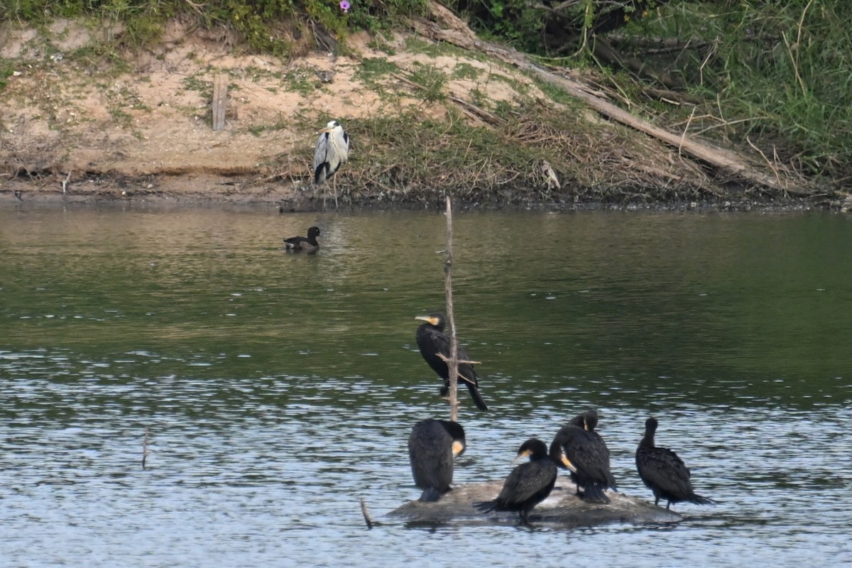 Tufted Duck - ML645540611