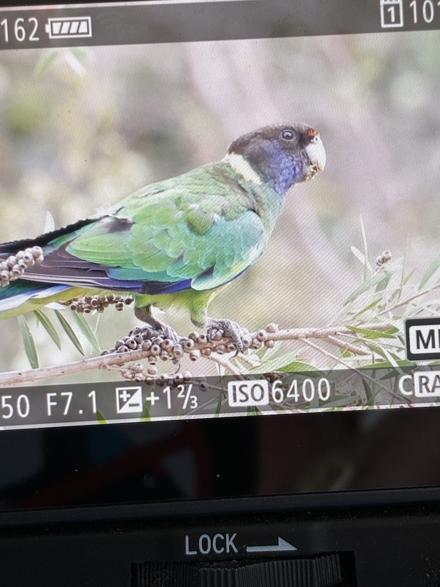 Australian Ringneck - ML645540612