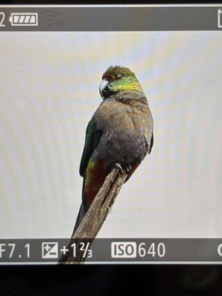 Red-capped Parrot - ML645540613