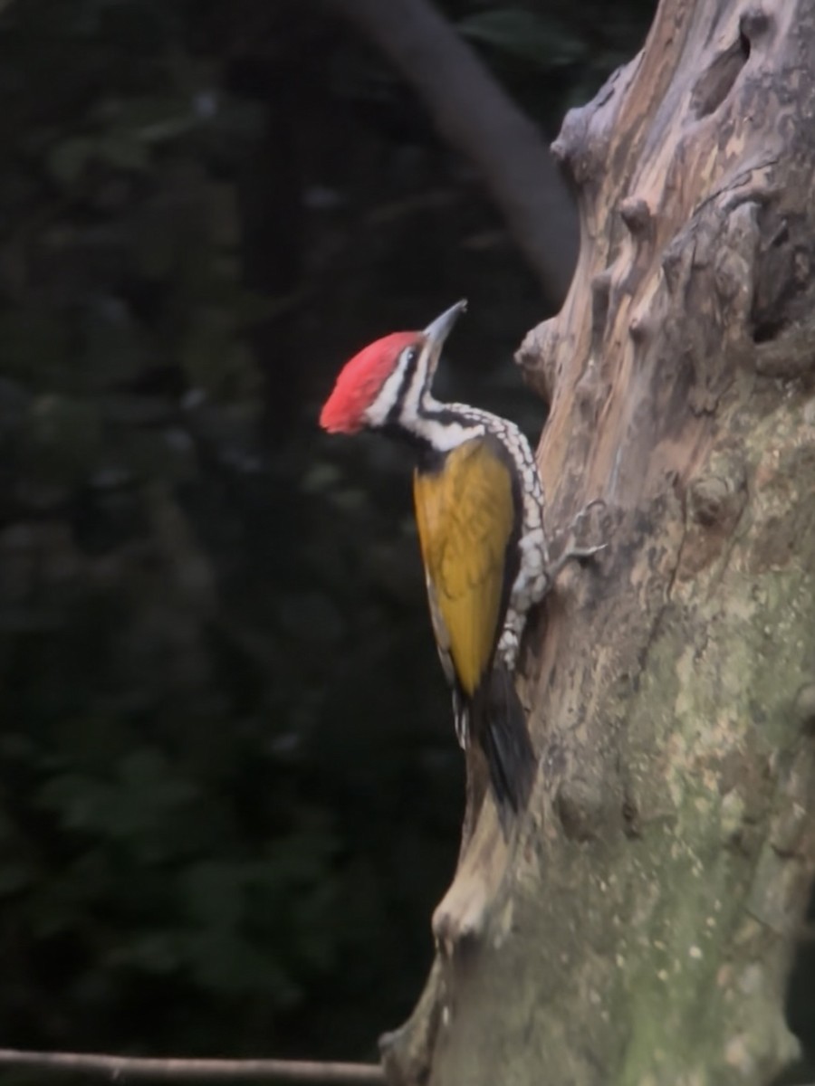 Common Flameback - ML645540615