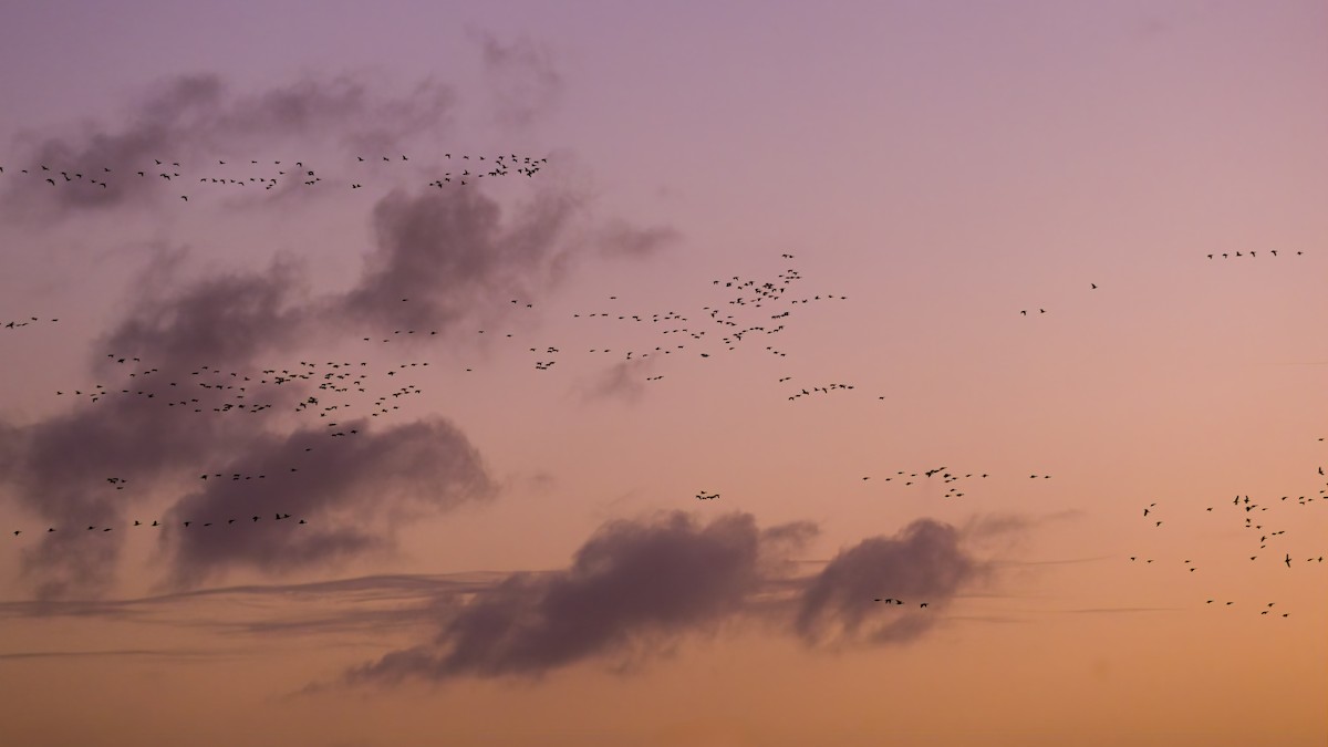Pink-footed Goose - ML645540616
