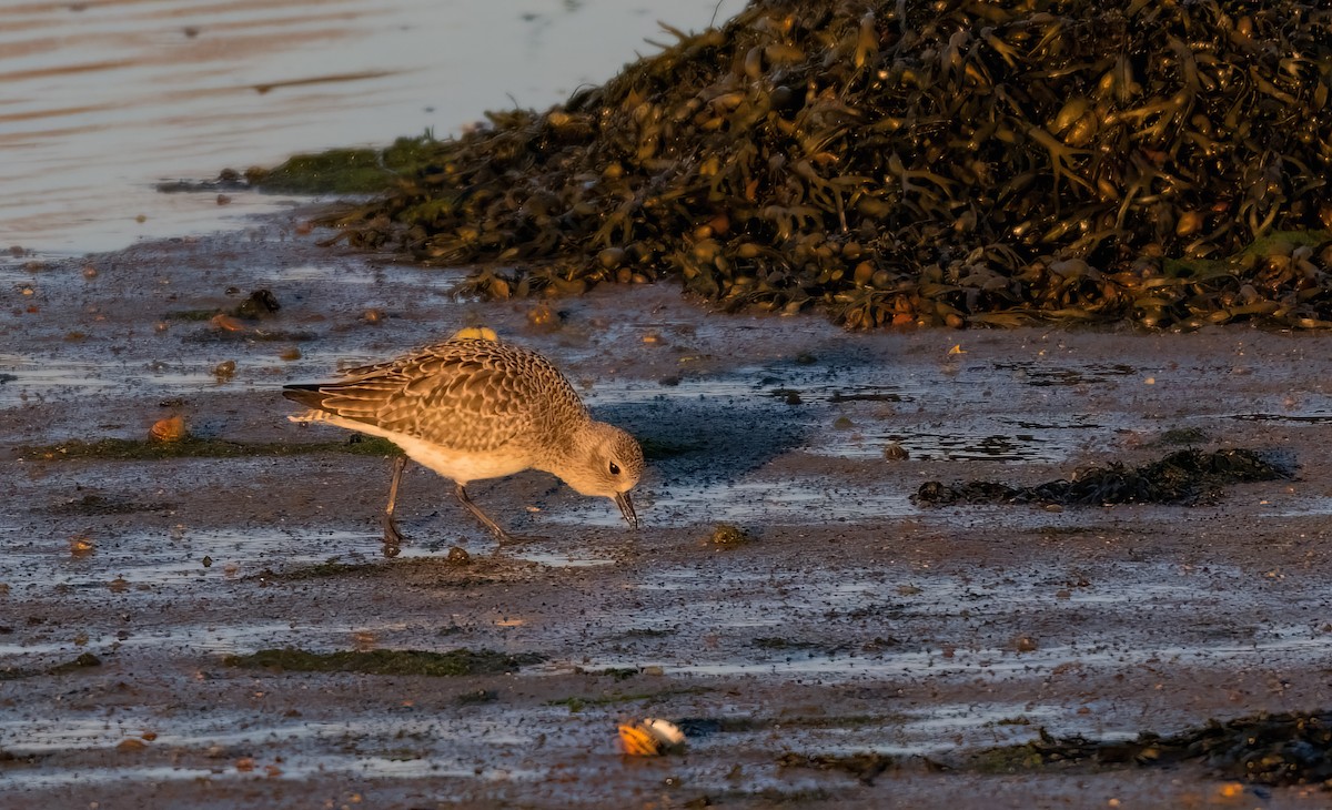 Black-bellied Plover - ML645540617
