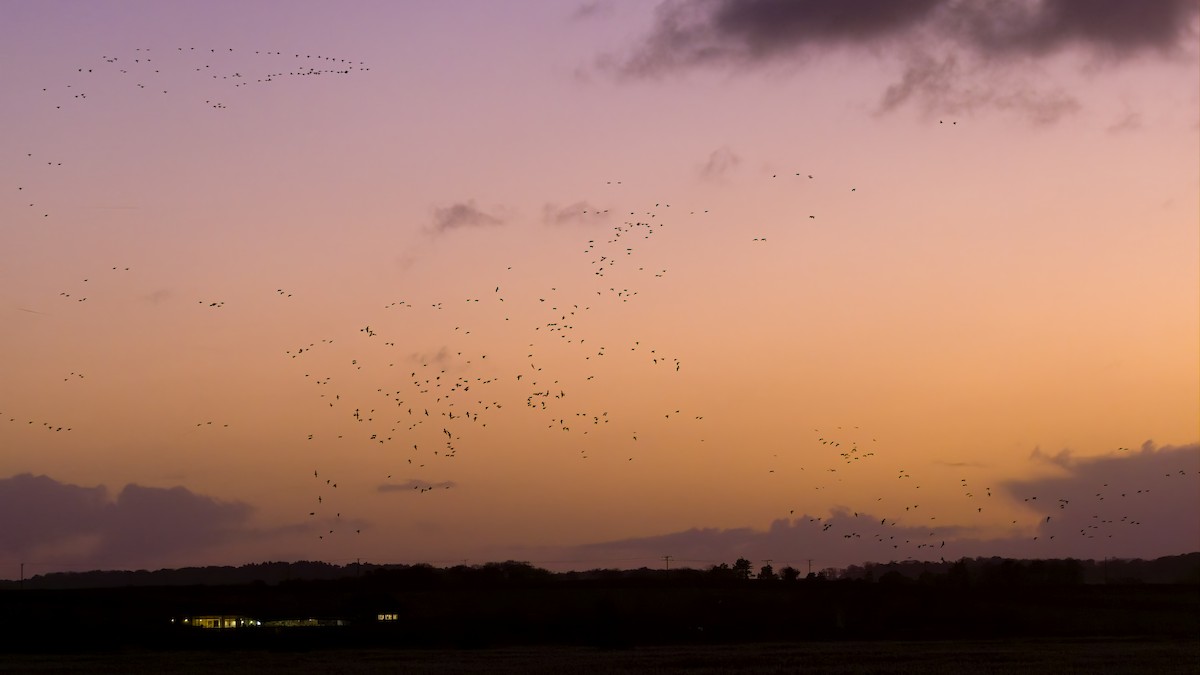 Pink-footed Goose - ML645540618