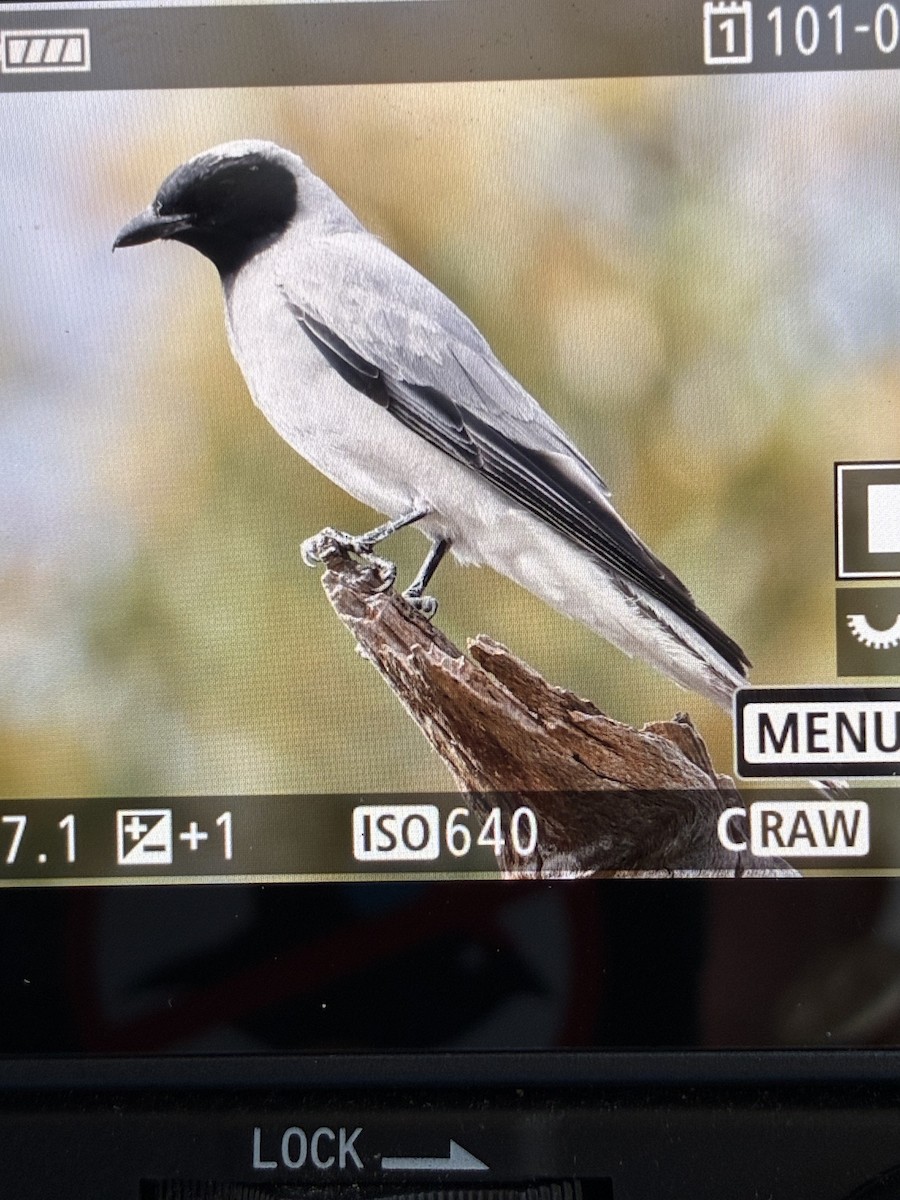 Black-faced Cuckooshrike - ML645540619