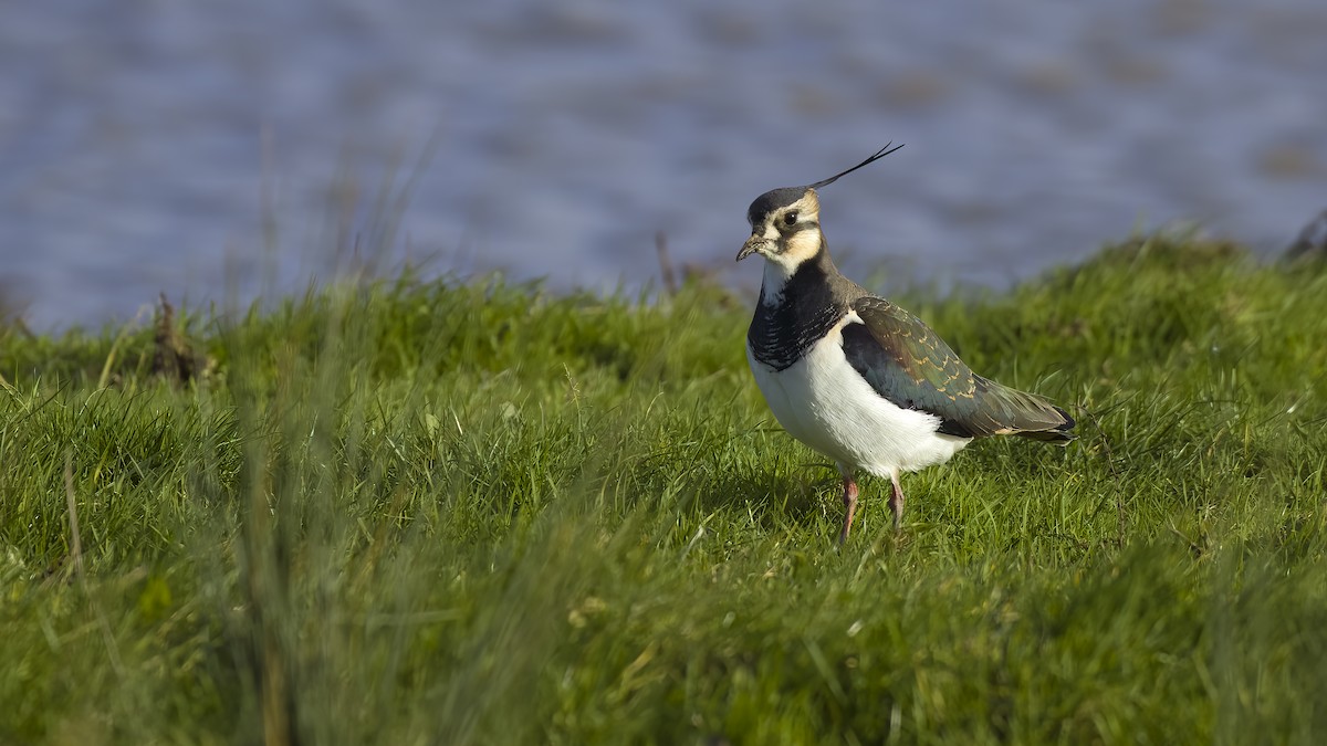 Northern Lapwing - ML645540620
