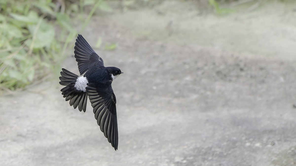 Asian House-Martin - ML645540621