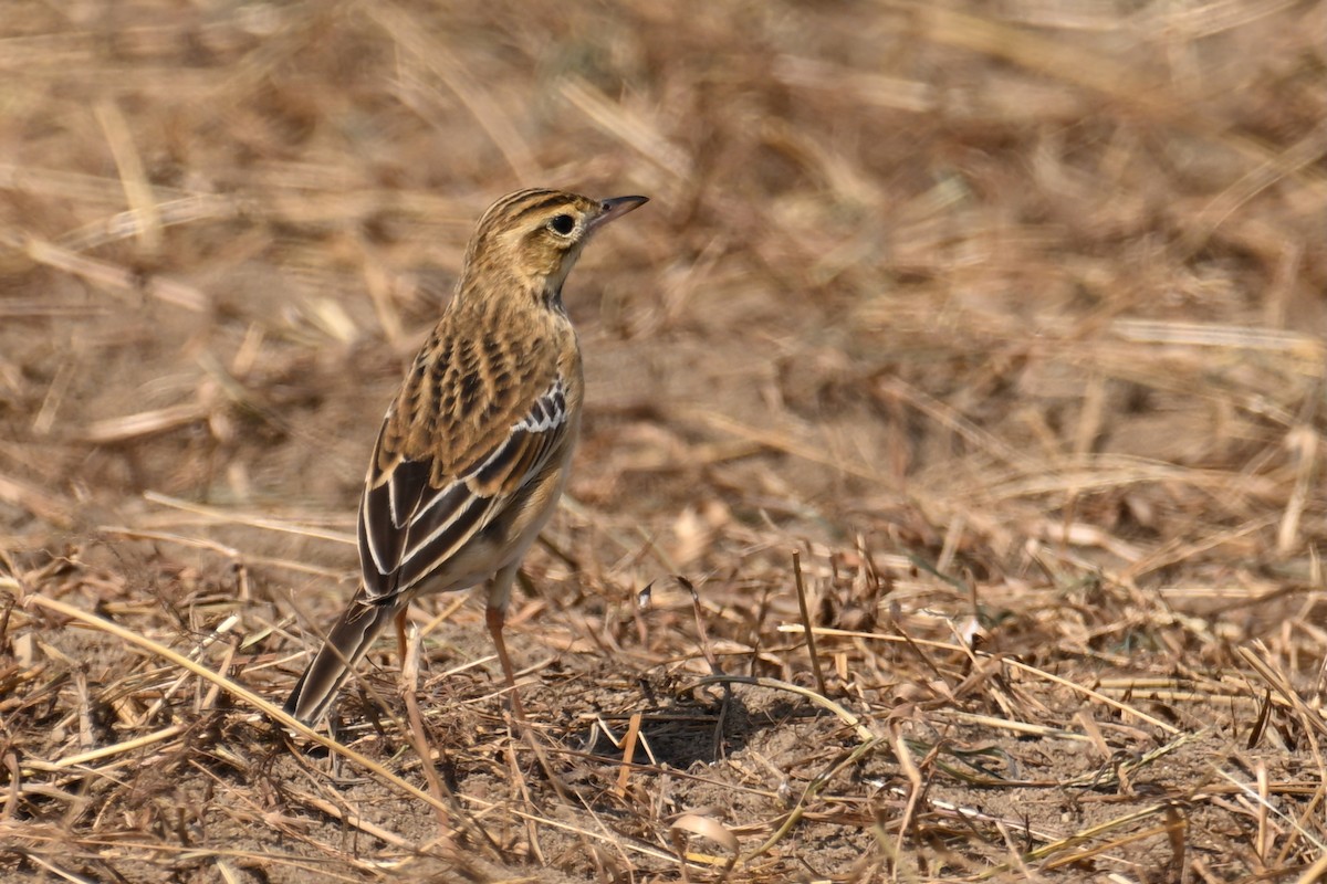 Richard's Pipit - ML645540622