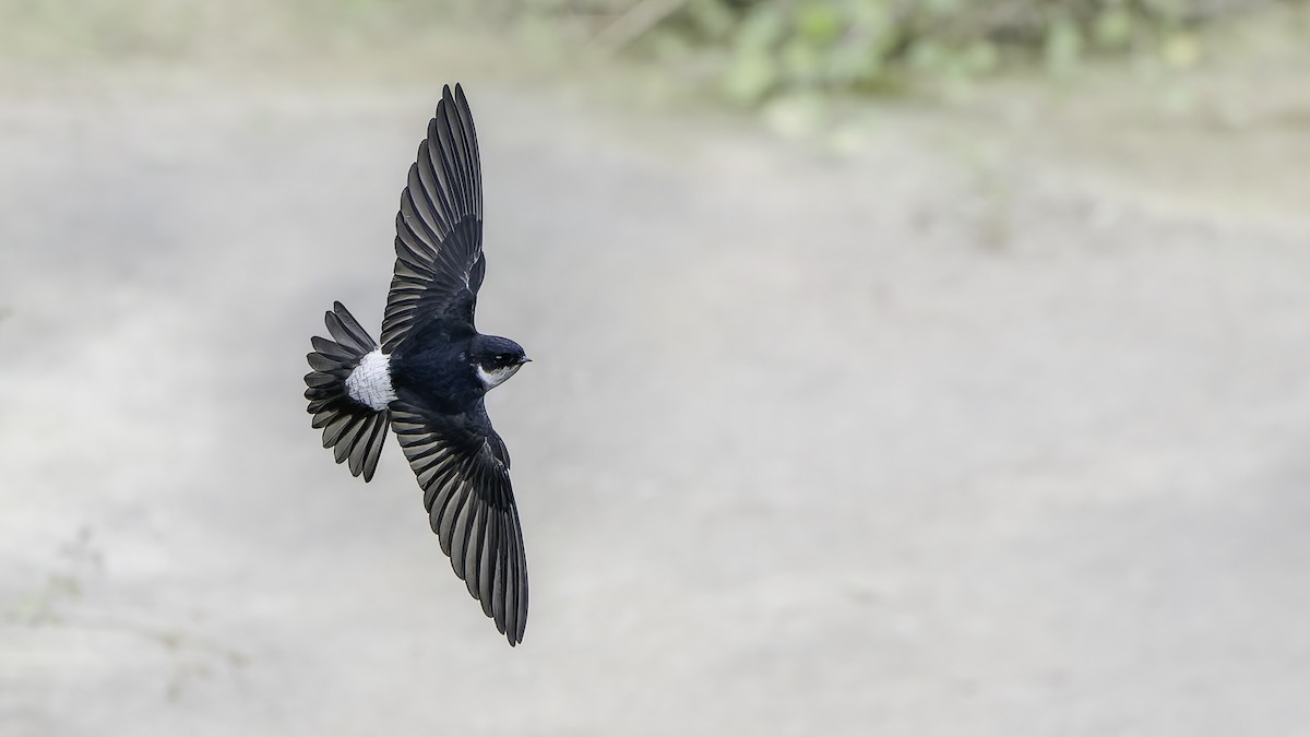 Asian House-Martin - ML645540623