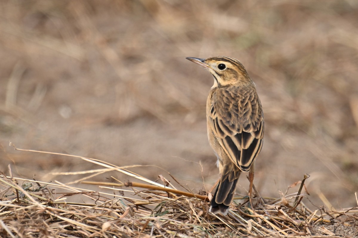 tartarpiplerke - ML645540624