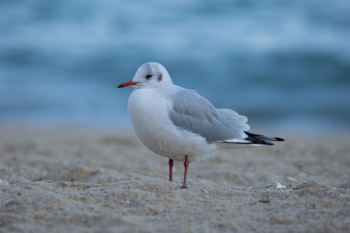 Black-headed Gull - ML645540625