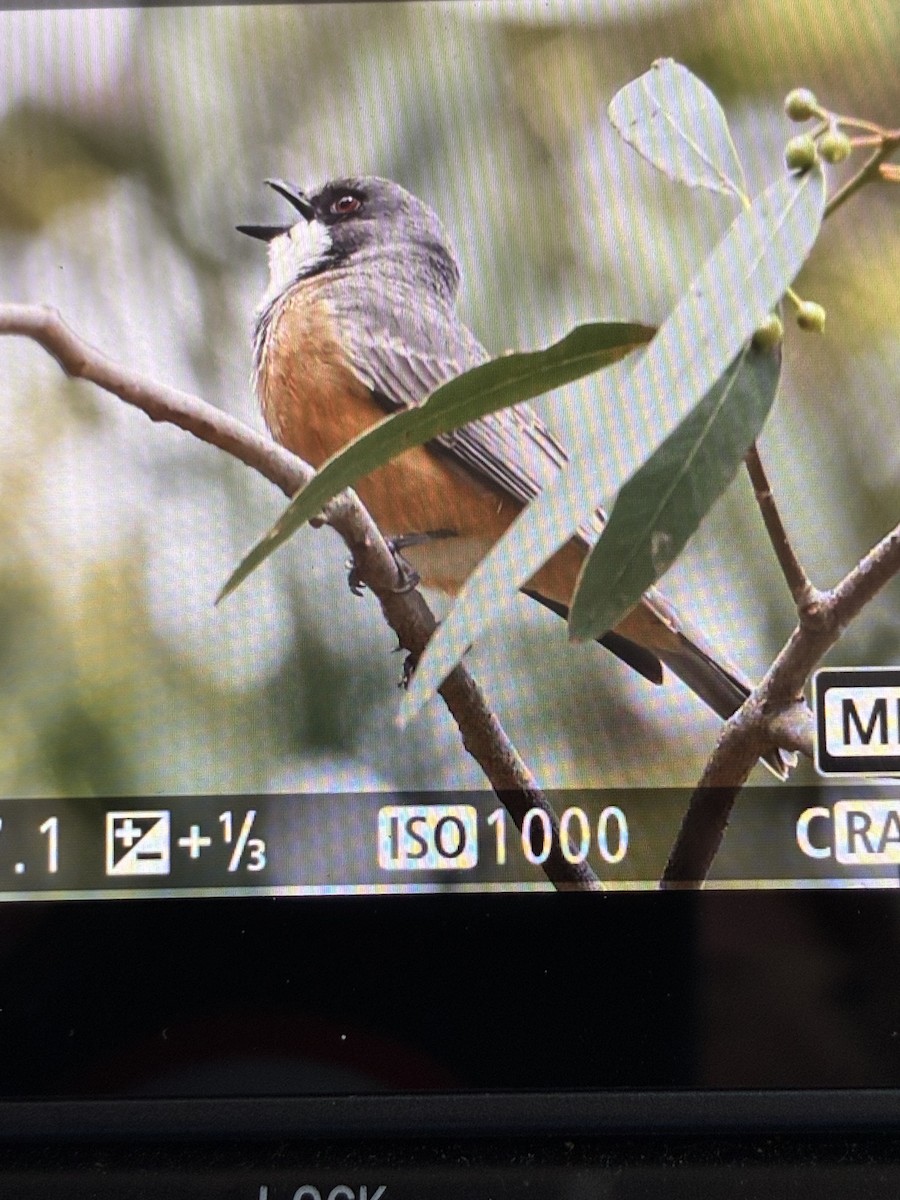 Rufous Whistler - ML645540626