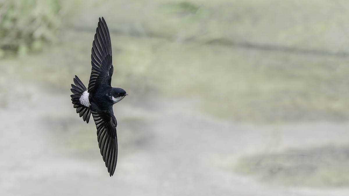 Asian House-Martin - ML645540627