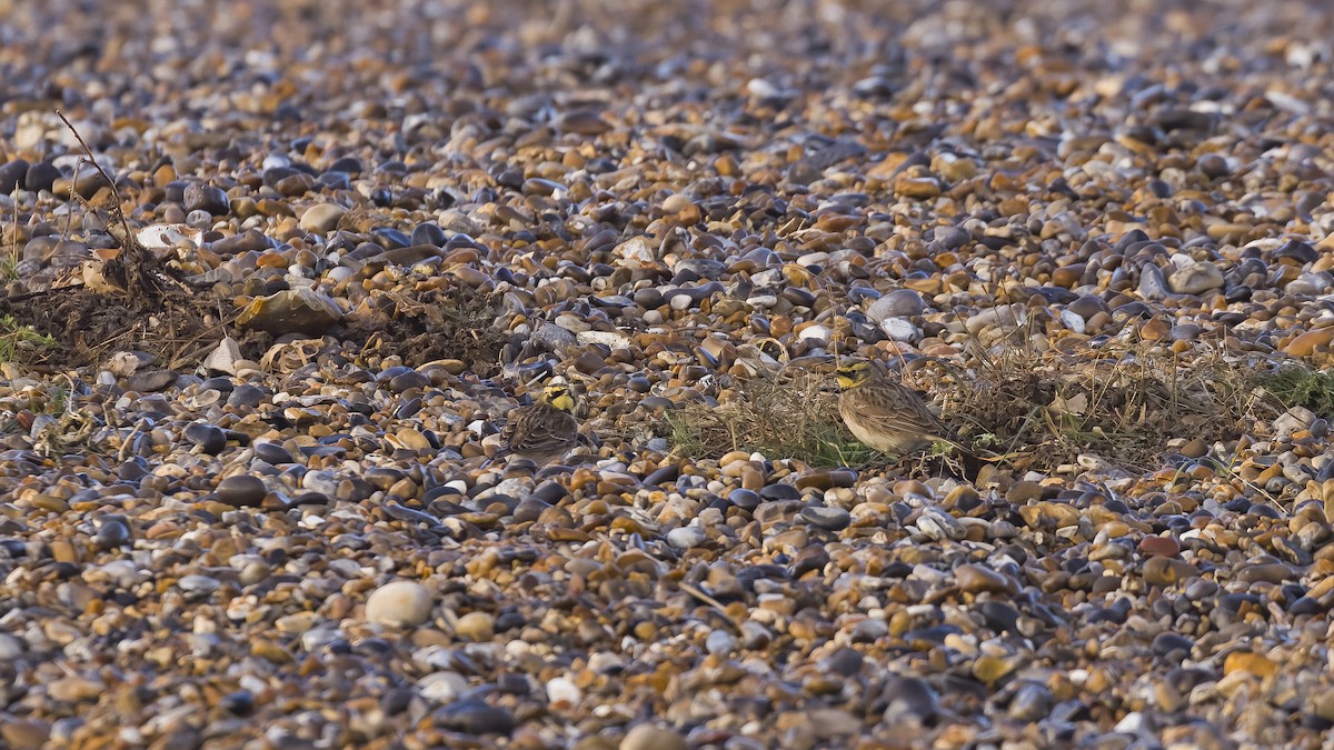 Horned Lark - ML645540629