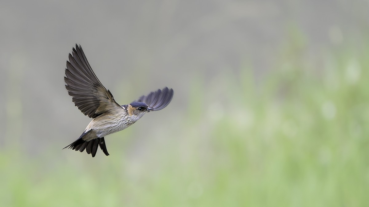 tempelsvale - ML645540630