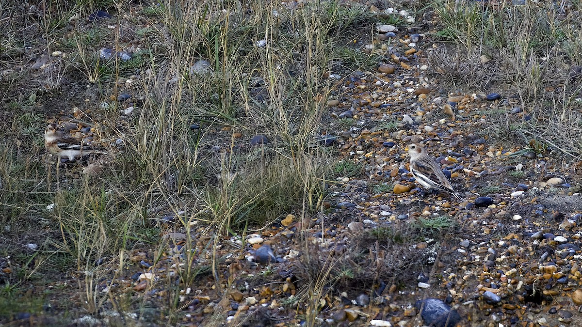 snøspurv - ML645540632