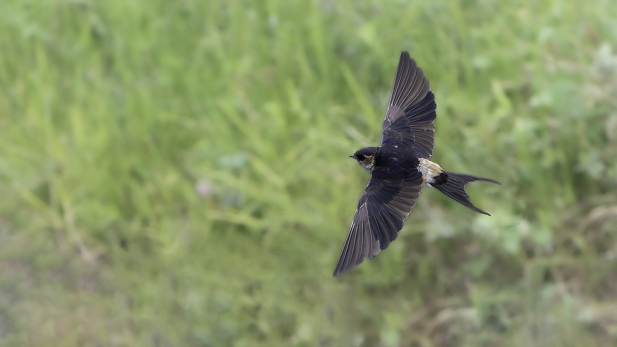 tempelsvale - ML645540633