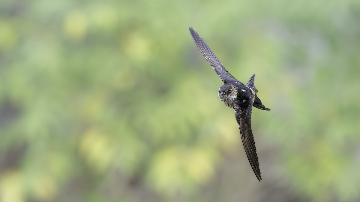 tempelsvale - ML645540635