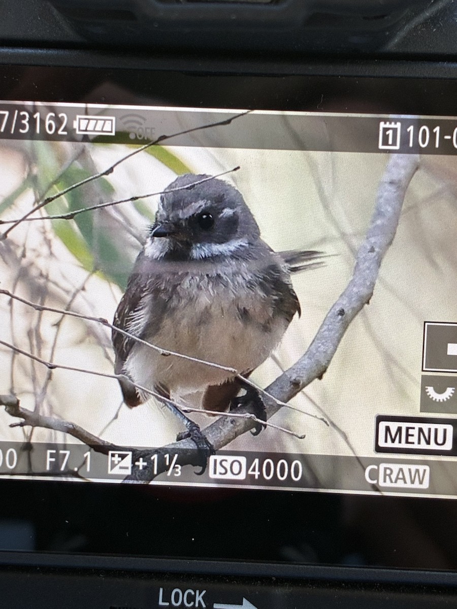 gråviftestjert - ML645540640