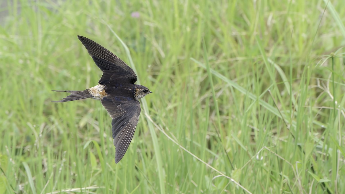 tempelsvale - ML645540641