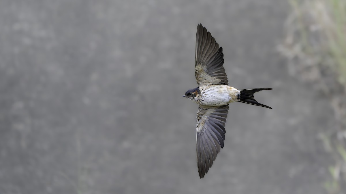 tempelsvale - ML645540647