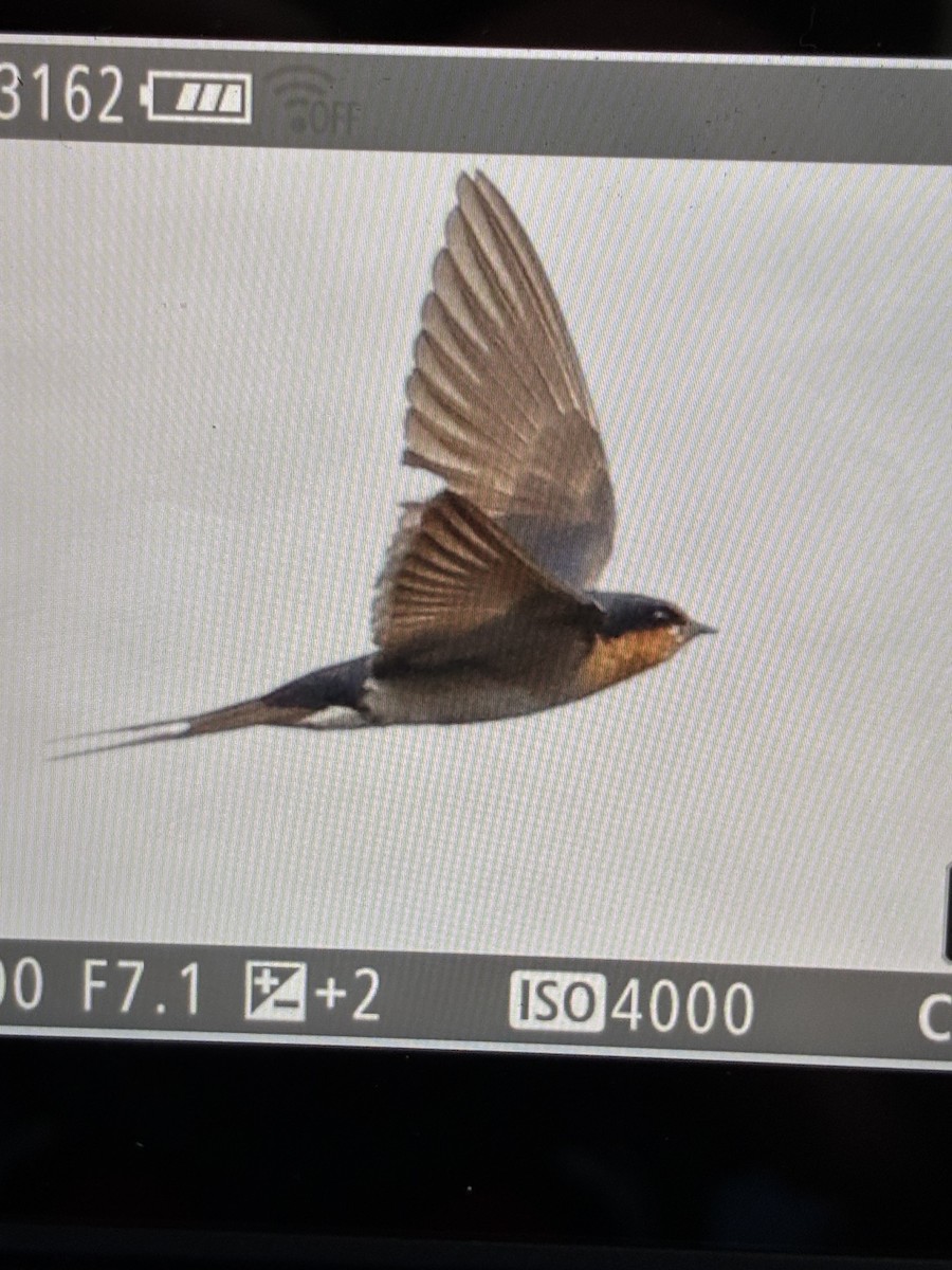 pionérsvale - ML645540648