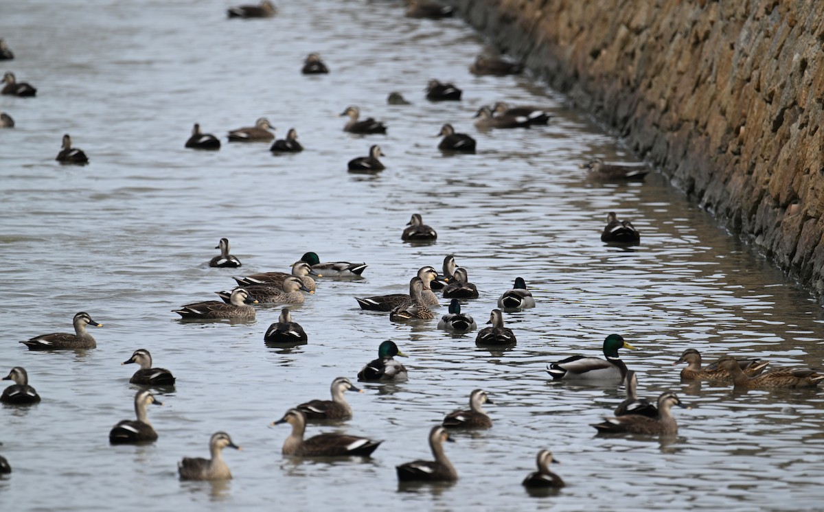 kinaand - ML645540649