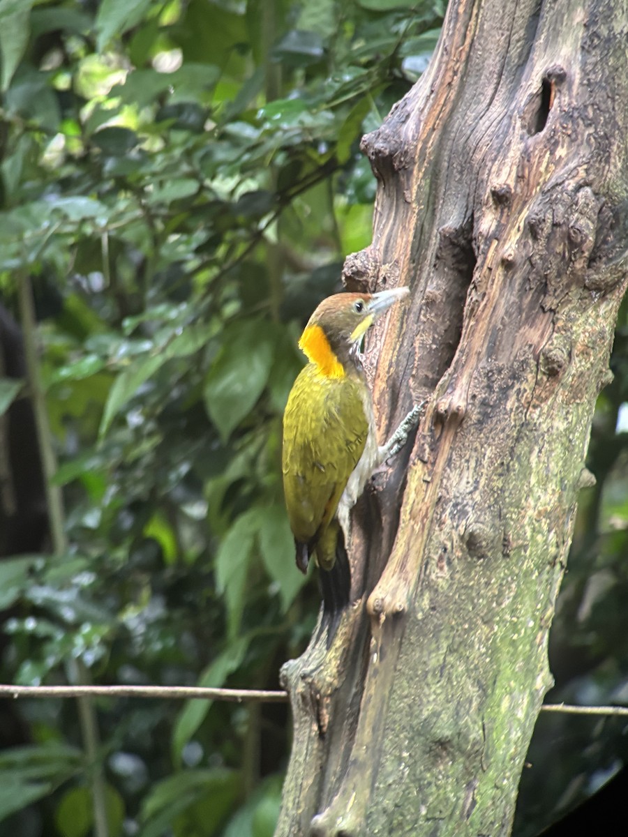 gultoppspett - ML645540650