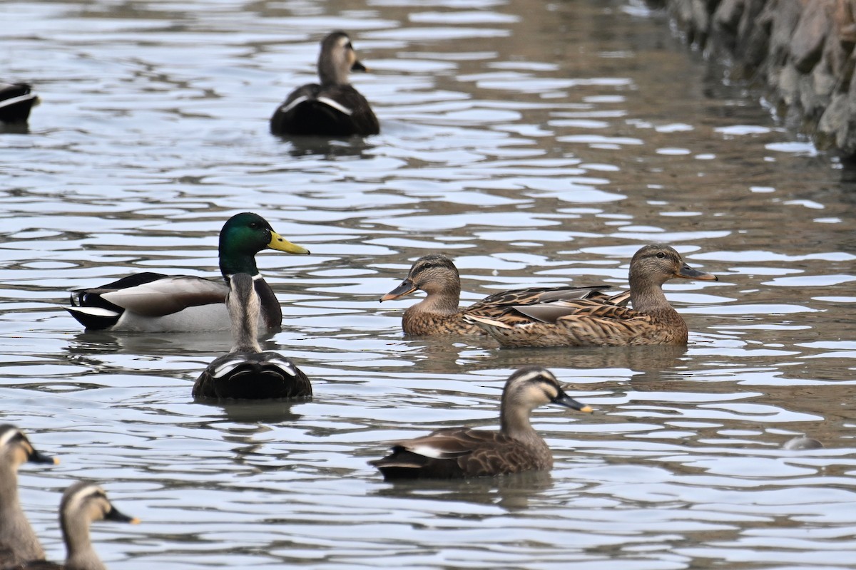 stokkand - ML645540651