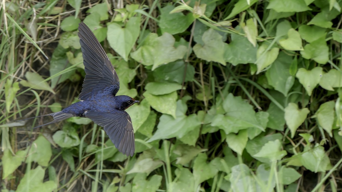 låvesvale - ML645540652