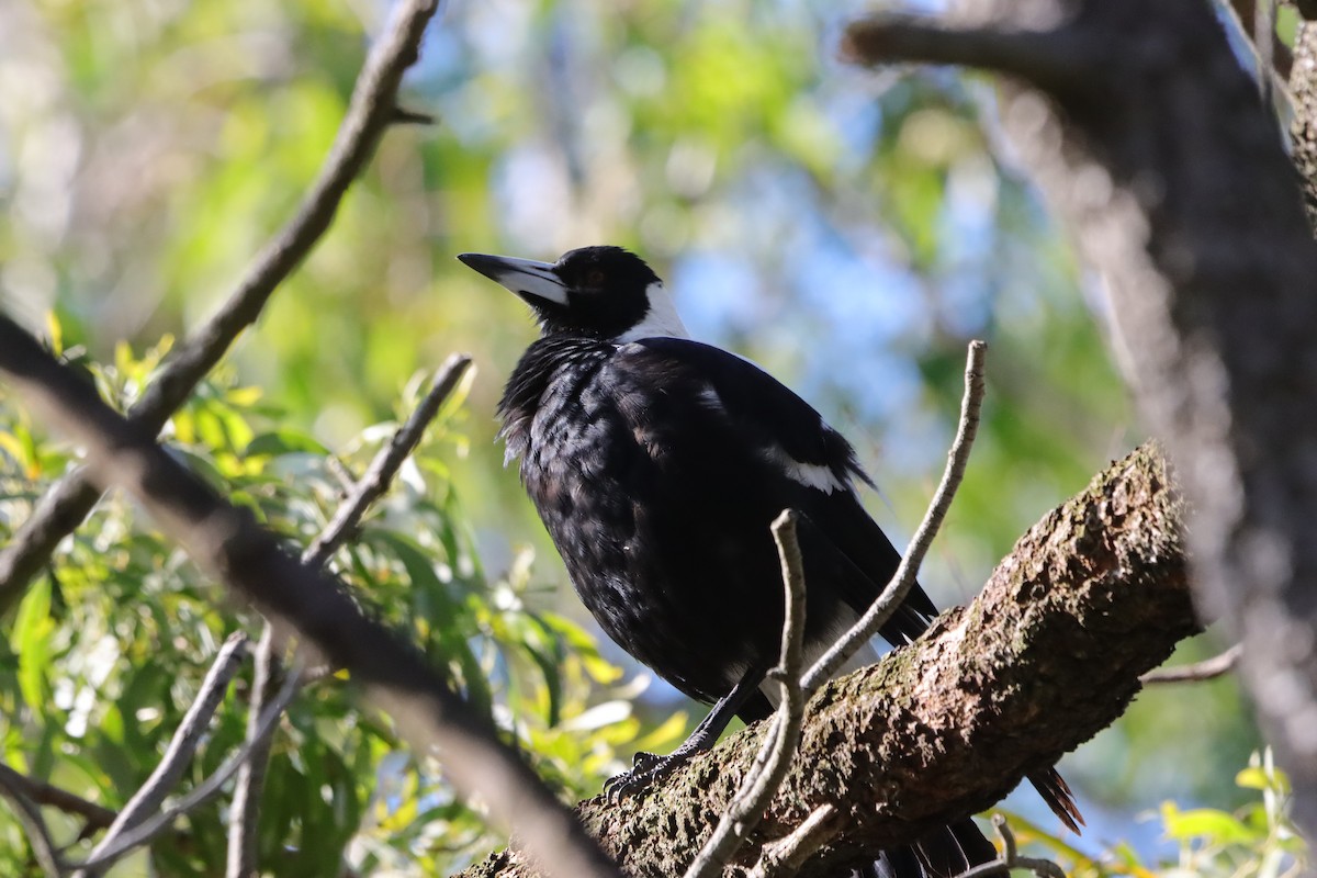 plystreskjære - ML645540653