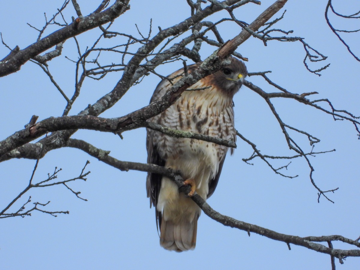 rødstjertvåk - ML645540654