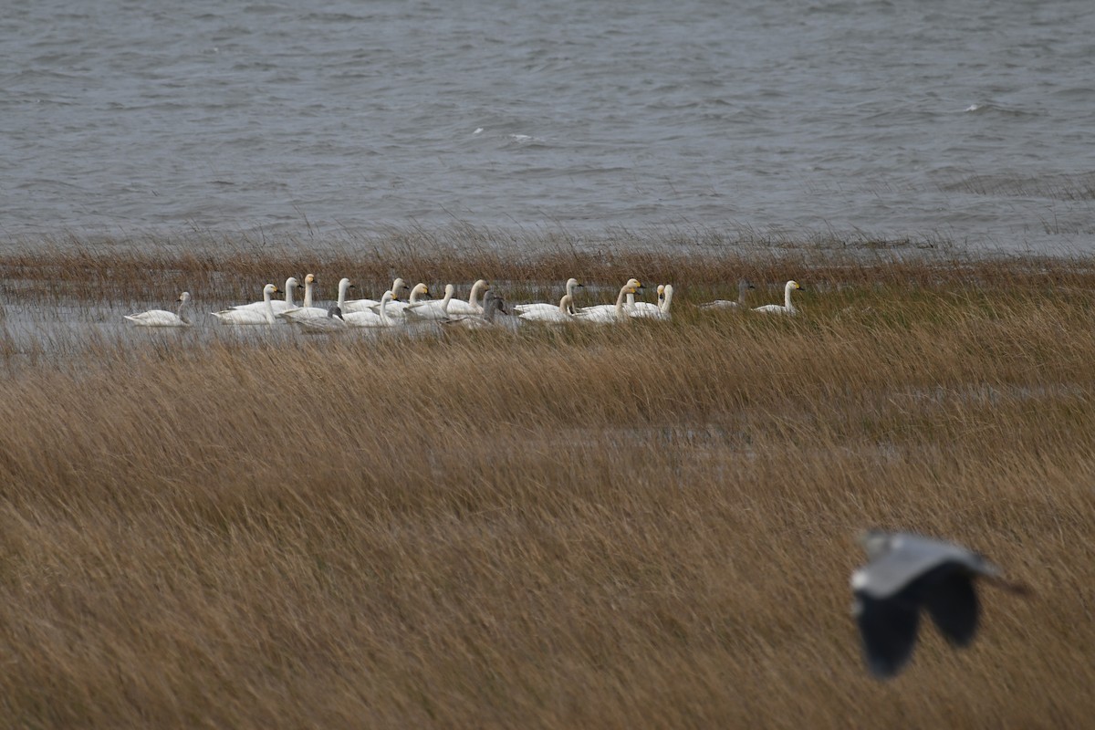 dvergsvane - ML645540656