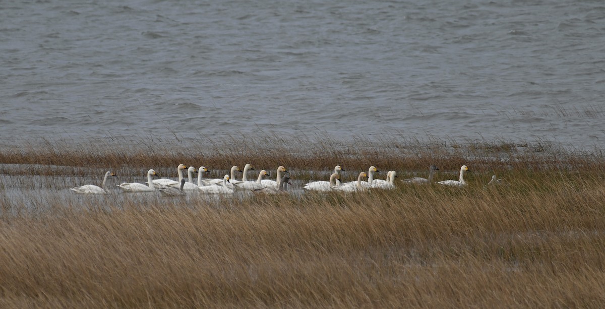 dvergsvane - ML645540657