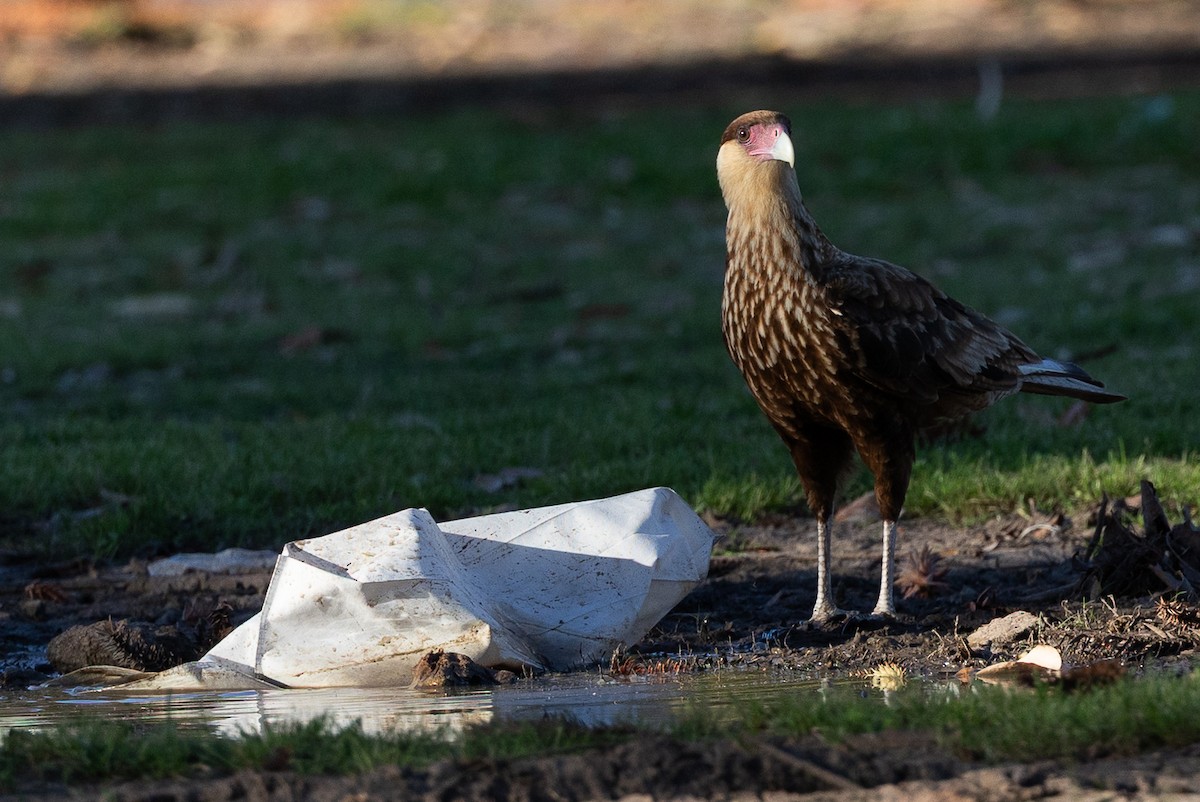 gribbkarakara - ML645540658