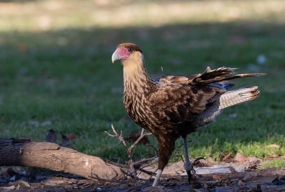 gribbkarakara - ML645540659