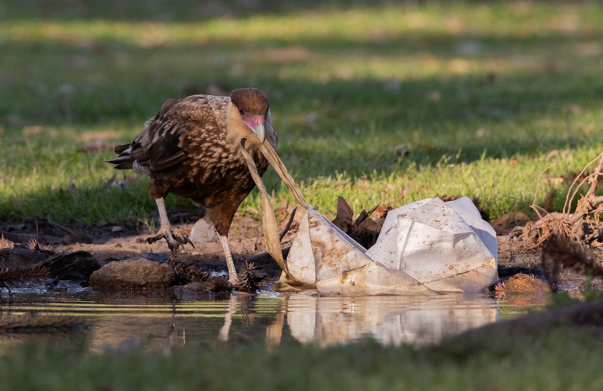 gribbkarakara - ML645540660