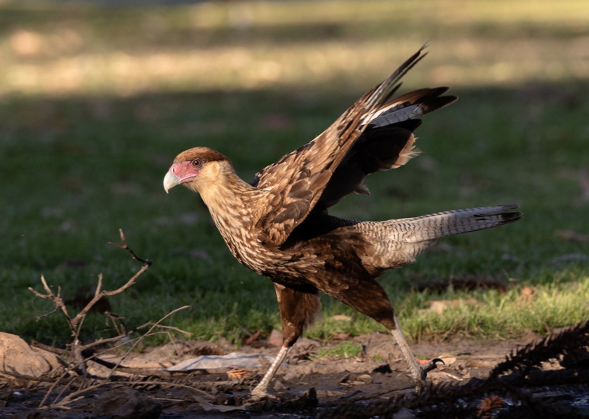 gribbkarakara - ML645540661