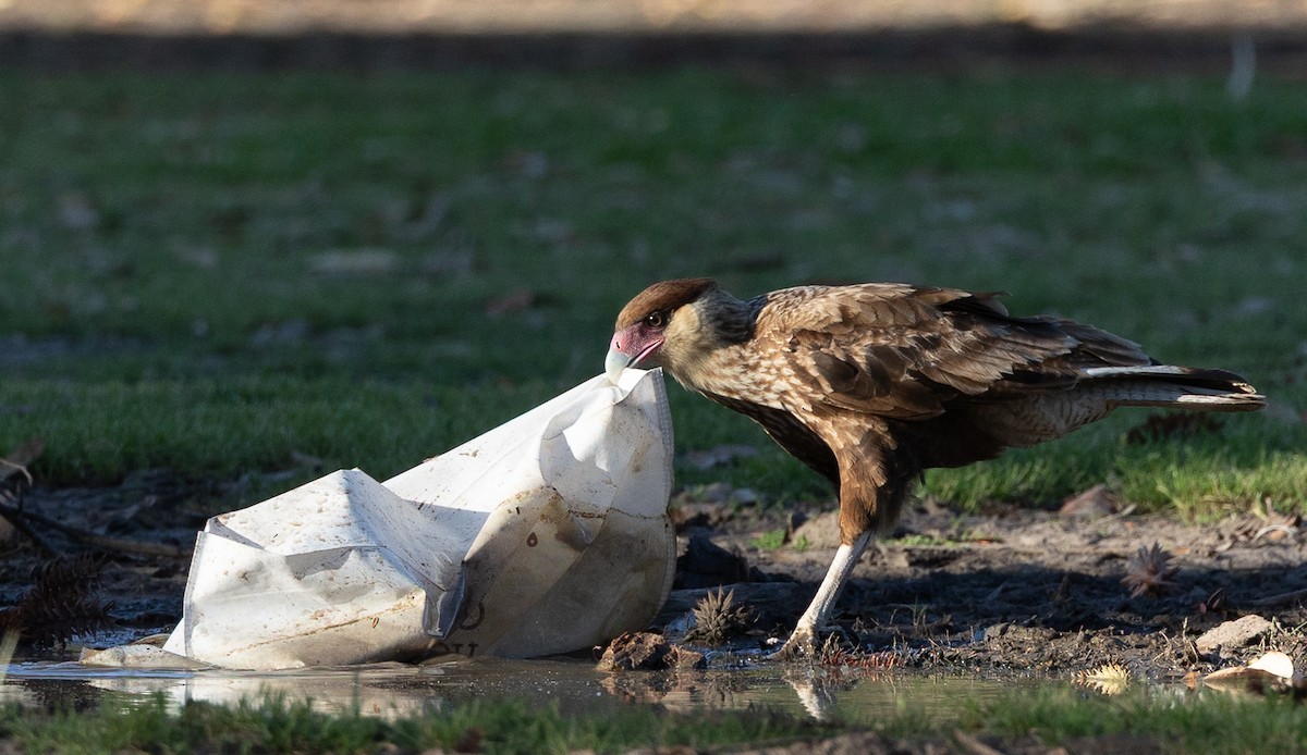 gribbkarakara - ML645540662