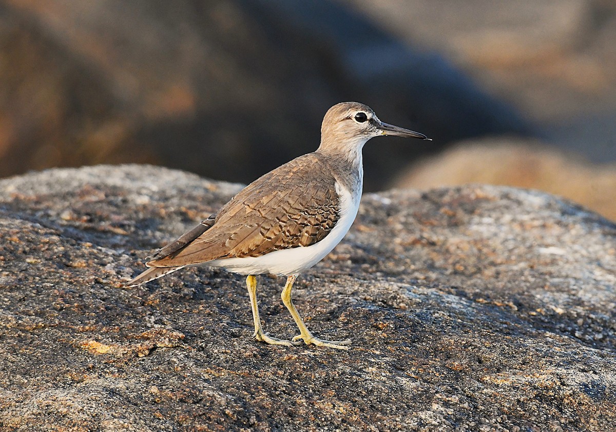 strandsnipe - ML645540663