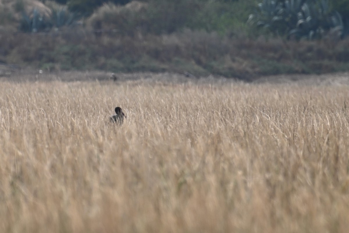 svartstork - ML645540664