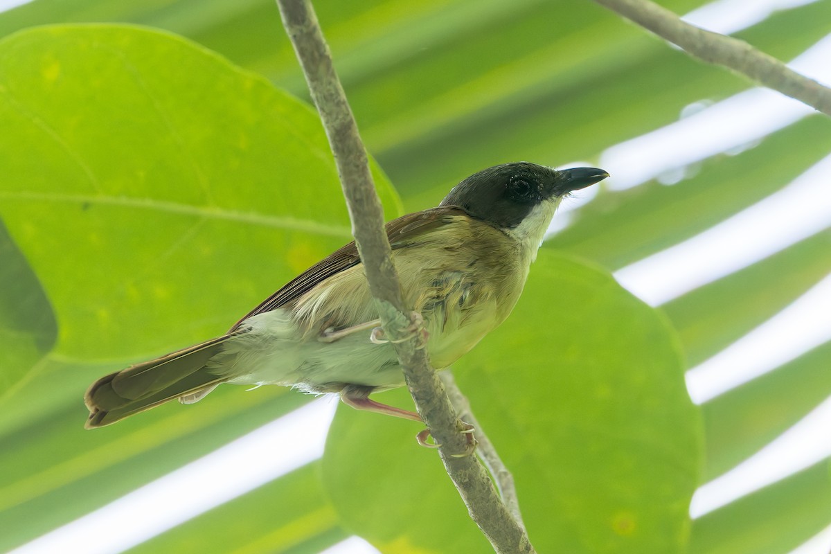 molukkplystrer - ML645540665