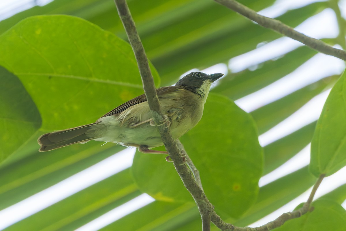 molukkplystrer - ML645540666