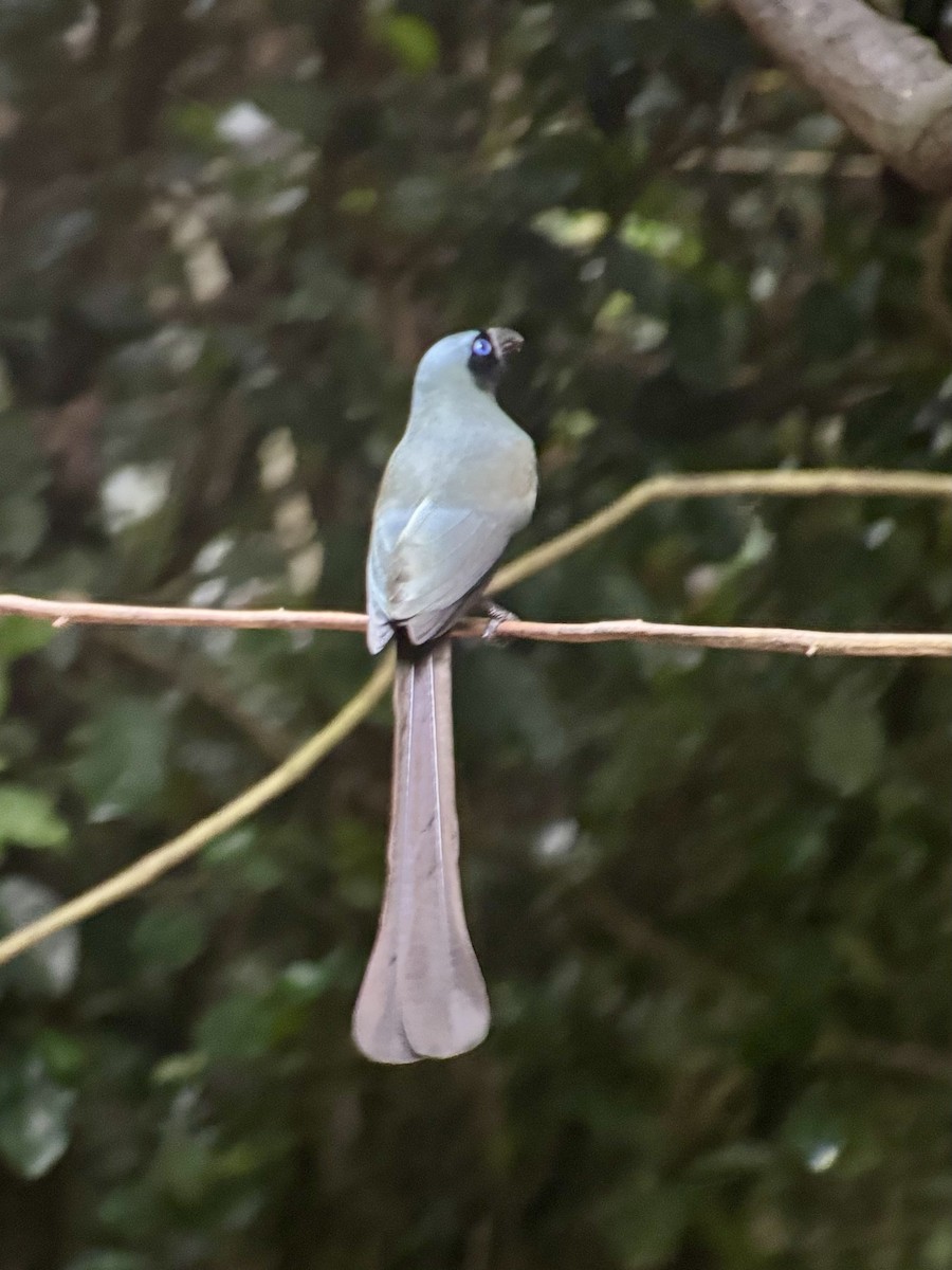 Urraca Bronceada - ML645540668